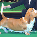 SWEDE SUN'S KONRAD