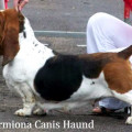 GERMIONA CANIS HAUND