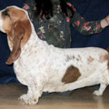 BAGATEL CANIS HAUND