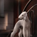 BARCHUKI.RU ELIZAR
