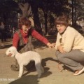 RINGO GREY