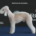 BARCHUKI.RU GOLDWELL
