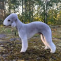 TINWELINDON APOLLON