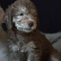 ANARH LAMB AURORA BLAZE ANARH LAMB AURORA BLAZE
