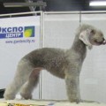 KINTERRA ELEGYA KINTERRA ELEGYA