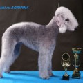BARCHUKI.RU AGRIPINA
