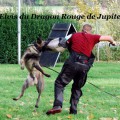 ELVIS DU DRAGON ROUGE DE JUPITER ELVIS DU DRAGON ROUGE DE JUPITER