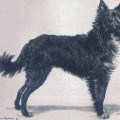 DUC DE GROENENDAEL
