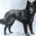 DAX LOSH 6147