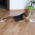 YANTARNAYA KAPELKA KATTYVAL YANTARNAYA KAPELKA KATTYVAL