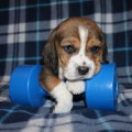 BOTLER ROYAL HOUND