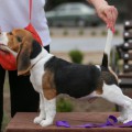 BERKELEY ROYAL HOUND