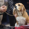 TSYGANOCHKA S VYHODOM KATTYVAL TSYGANOCHKA S VYHODOM KATTYVAL