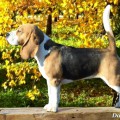 IDEAL BETTY KATTYVAL IDEAL BETTY KATTYVAL