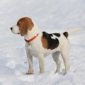 SHEMSU SOTIS RUSSKAYA KRASAVITSA SHEMSU SOTIS RUSSKAYA KRASAVITSA