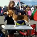 ZHELAYU SCHASTYA GLAVNAYA GEROINYA ZHELAYU SCHASTYA GLAVNAYA GEROINYA
