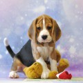CH PUPPY KATTYVAL CH PUPPY KATTYVAL