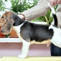 SHAH AMIR KATTYVAL SHAH AMIR KATTYVAL