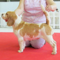 BIMBA DE TORREXTREMA