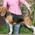 ROYAL PACK UKRAINE ARIADNA CUTIE ROYAL PACK UKRAINE ARIADNA CUTIE