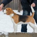 ILLYUZIYA OBMANA KATTYVAL ILLYUZIYA OBMANA KATTYVAL