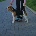PRIROZHDENNYY LIDER KATTYVAL PRIROZHDENNYY LIDER KATTYVAL
