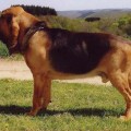 LOAMY'S LANE'S DILLAN