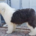 SHAGGY BEAUTY DUE DILIGENCE TO EVERTRU SHAGGY BEAUTY DUE DILIGENCE TO EVERTRU