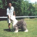 PIRAZA DREAM DOG PIRAZA DREAM DOG