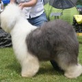 SHAGGY BEAUTY ARRAKIS SHAGGY BEAUTY ARRAKIS