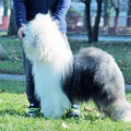 BAGATELLE REATA SNOW MOON