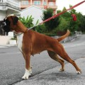 TANGO WARIS GYMNEMA SYLVESTRE