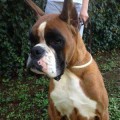 KANDELA DE TIERRA DE BOXER