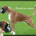 DUQUE DE LOERMO