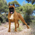 RUS LA FLER DULCE BESO