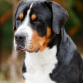 SENNENHUND ROSSII SIRIUS SHAN SENNENHUND ROSSII SIRIUS SHAN