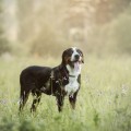 SENNENHUND ROSSII ODIN