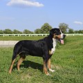 SENNENHUND ROSSII FORREST SENNENHUND ROSSII FORREST