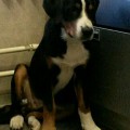 SENNENHUND ROSSII LANTHANUM SENNENHUND ROSSII LANTHANUM