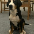 SENNENHUND ROSSII LITHIUM SENNENHUND ROSSII LITHIUM