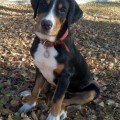SENNENHUND ROSSII LUTETIUM THEODOR SENNENHUND ROSSII LUTETIUM THEODOR
