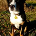 SENNENHUND ROSSII LAURENCIA SENNENHUND ROSSII LAURENCIA
