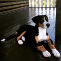 SENNENHUND ROSSII LETICIA SENNENHUND ROSSII LETICIA