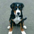SENNENHUND ROSSII LANTANIA SENNENHUND ROSSII LANTANIA