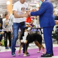 SENNENHUND ROSSII MYSTERY OF MAGIC SENNENHUND ROSSII MYSTERY OF MAGIC