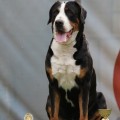 SENNENHUND ROSSII NIKOLETA