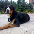 SENNENHUND ROSSII ZHE T'AIME JOLIE