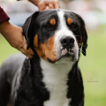 SENNENHUND ROSSII HARDY SENNENHUND ROSSII HARDY