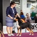 SENNENHUND ROSSII HALVA SENNENHUND ROSSII HALVA
