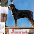 SENNENHUND ROSSII KAY KHRABROE SERDTSE SENNENHUND ROSSII KAY KHRABROE SERDTSE